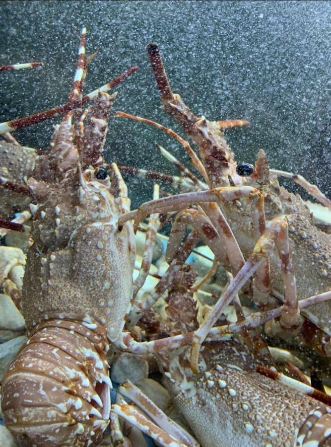 Appartamento Lido San Giovanni Gallipoli Kültér fotó